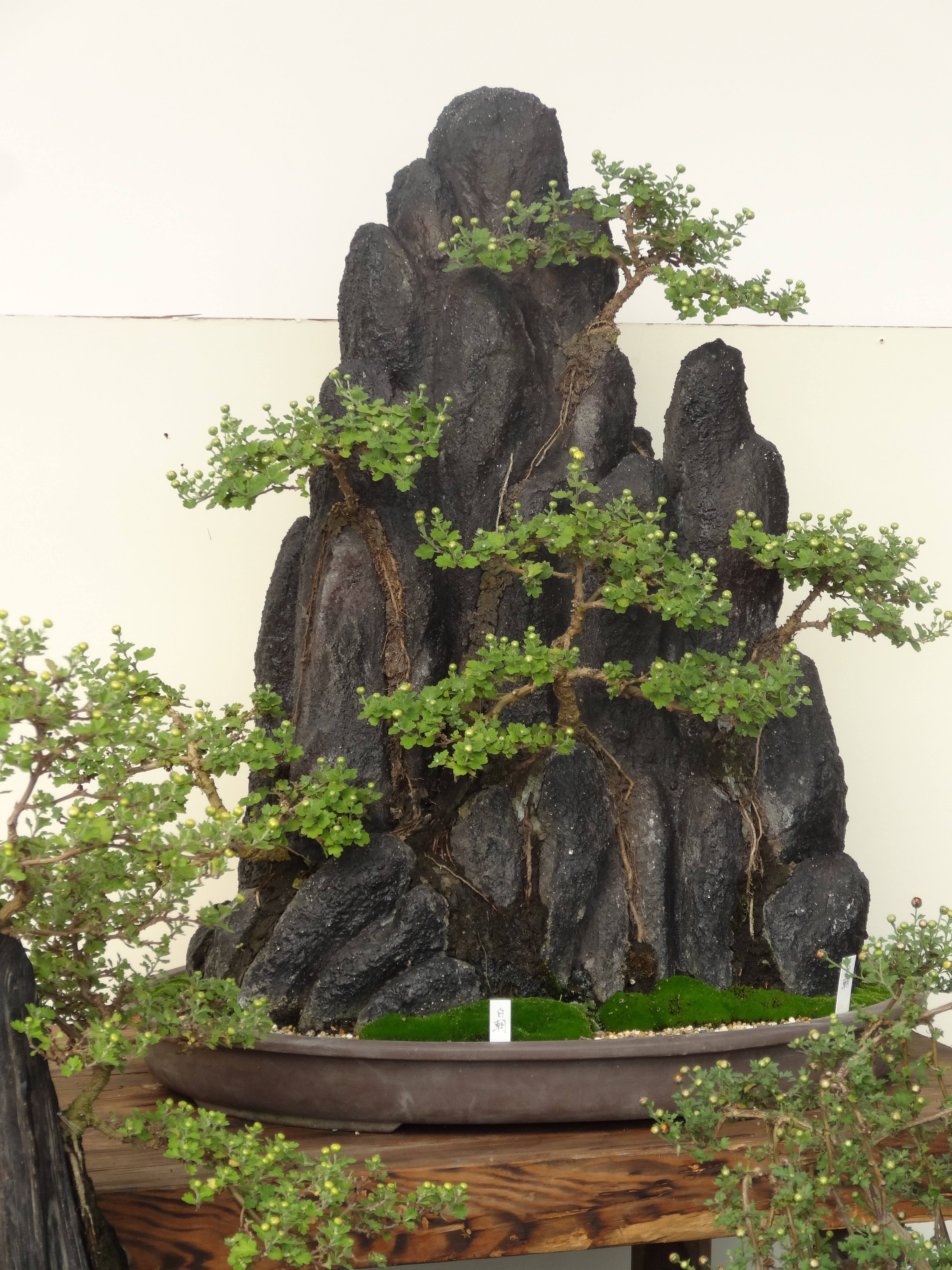 Bonsai 盆栽. L'Arte Zen di coltivare le piante.